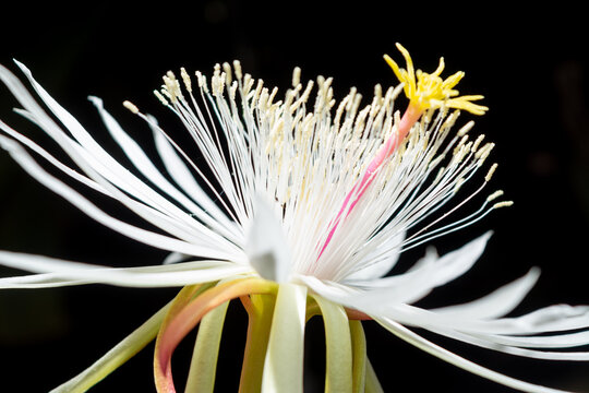 รูปภาพFloracion – เลือกดูภาพถ่ายสต็อก เวกเตอร์ และวิดีโอ1,217 | Adobe Stock