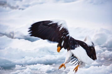 Pygargue empereur ou Aigle de Stellar, à Rausu, Hokkaido, Japon