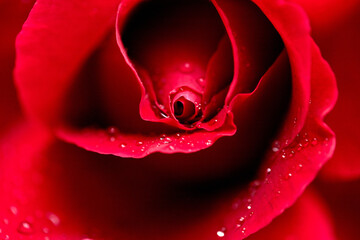 Red rose flower with dew drops, close-up, macro photo