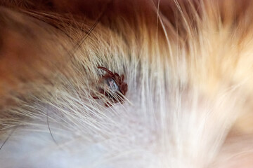 Mite latched on to the dog's ear, close-up, close-up photo