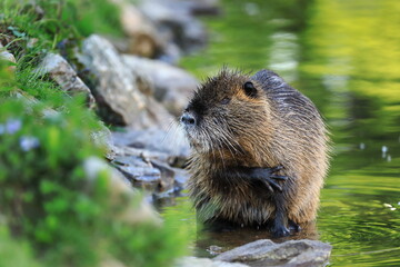 Coypu, Myocastor coypus, sitting in water near river bank and cleaning hair by foreleg. Rodent also known as nutria, swamp beaver or beaver rat. Wildlife scene. Habitat America, Europe, Asia.