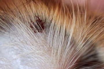 Mite latched on to the dog's ear, close-up, close-up photo