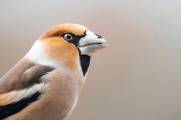 The hawfinch (Coccothraustes coccothraustes), male of this great colorful songbird, sitting on branch, gray diffuse background, orange head with massive beak, scene from wild nature, Slovakia 