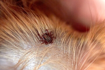 Mite latched on to the dog's ear, close-up, close-up photo