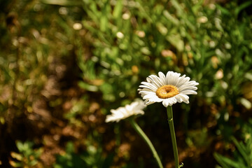 Daisy flowers , white color