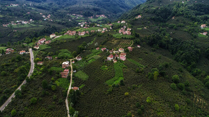 Aerial view of a village and forest in ordu city. hazelnut farm natural life