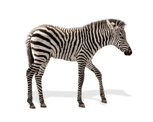 Fototapeta na wymiar Baby Plains Zebra Isolated