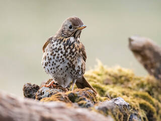 Song thrush (Turdus philomelos), big songbird sitting on mossy branch on the edge of lake, brown bird with white spotted chest, wet after bath, scene from wild nature, Slovakia. 
