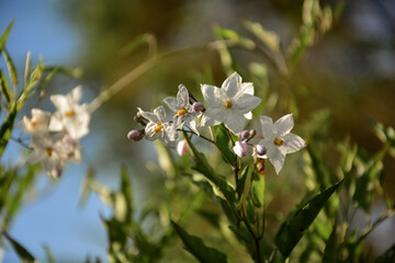 Wild flowers , sri lanka , jungle