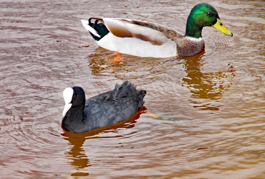 A Mallard And A Coot Swim In Murky Brown Water