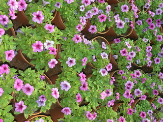 Purple color Petunia flowers