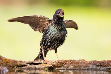 Common starling (Sturnus vulgaris), beautiful large songbird sitting on edge of lake, caller bird with spread wings, fluffy wetted feathers, diffused green background, scene from wild nature 
