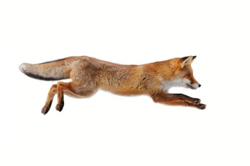 Red fox (Vulpes vulpes) making long jump isolated on white background. Flying fox. Orange fur coat...