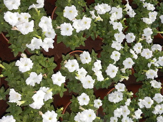 White color Petunia flowers