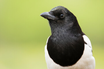 Eurasian magpie (Pica pica). Close up portrait of this large songbird. Bird with dark black head...