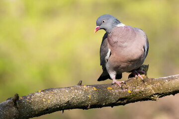 Common wood pigeon (Columba palumbus), large species of dove sitting on mossy branch. Green diffused background with evening light. Bird with red beak, pink chest and with grey head and back.   