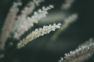 Végétaux de couleur naturelle très légers et fond foncé