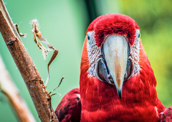 close up of a scarlet macaw