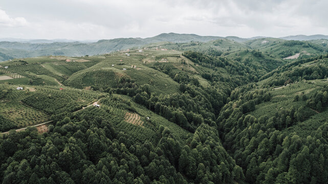 Aerial view of a village and forest in ordu city. hazelnut farm natural life