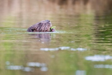 Eurasian beaver (Castor fiber), this large rodent swimming in the river, eating some sticks from the tree, head surpassing above level of the water, wet fluffy fur, background consist of water.    