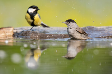 Eurasian blackcap (Sylvia atricapilla) and Great tit (Parus major), small songbirds drinking and cleaning itself in the water of lake. Yellow diffuse background and water drops on foreground.    