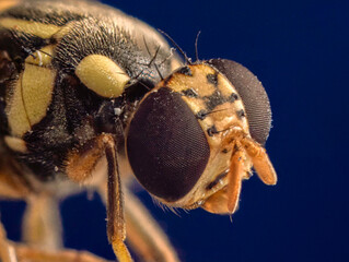 Close up photo of  Hoverfly