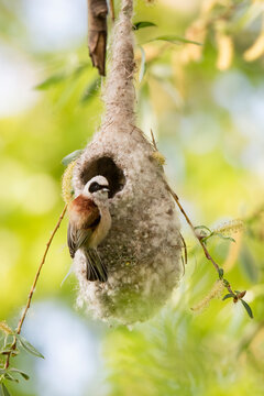 Eurasian penduline tit (Remiz pendulinus),small beautiful bird with brown back, white head with black mask, sitting on edge of his nest, beautiful architecture, diffuse green background, natural scene