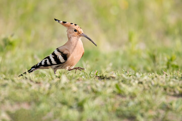 Eurasian Hoopoe (Upupa epops), beautiful bird with orange plume on the head, long thin black beak and with white-black striped wings. Hoopoe standing on one leg. Scene from wild nature. Slovakia. 