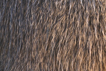Closeup of fur of coypu (Myocastor coypus). Rodent also known as nutria, swamp beaver or beaver...