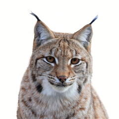 Portrait of Eurasian lynx (Lynx lynx) isolated on white. Beast of prey in winter season. Wild big cat from Bavarian forest. Wildlife scene from nature. Habitat Europe, Asia.