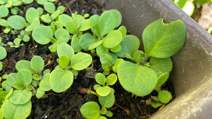 Seeding petunia flowers plant