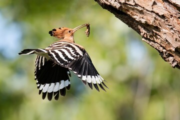 Eurasian hoopoe (Upupa epops), male of the hoopoe landing to the nest with prey (European mole cricket, Gryllotalpa gryllotalpa). Bird with orange head and body, black and white striped wings.   © MatusHaban