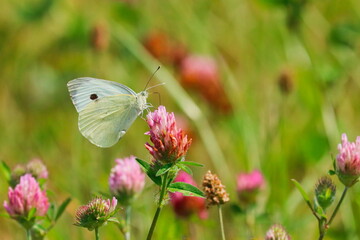 Closeup of common brimstone (Gonepteryx rhamni) perched on clover blossom and feeding. Yellow butterfly on flowered meadow. Spring in nature. Habitat Europe, Africa, Asia.