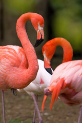 The American flamingo (Phoenicopterus ruber), group of large pink birds, long neck, fluffy feathers. Close up portrait. Standing on one leg inthe salt water. 