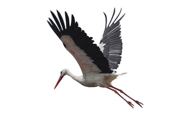 Bird in flight isolated on white. White stork with widely spread wings, Ciconia ciconia, taking off from nest.Stork is symbol of birth. Wildlife scene from nature. Habitat Europe, Asia, Africa. © Vaclav