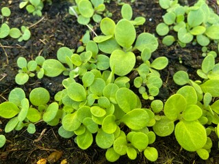 Seeding petunia flowers plant