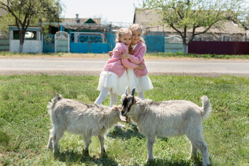 Fototapeta premium Two little twin sisters watch goats in a meadow in the village and hug