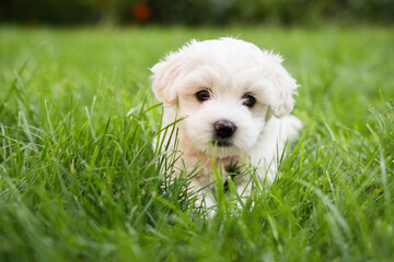 Small cute puppy of maltese dog sitting in the grass. Diffuse background. White fluffy fur.    - obrazy, fototapety, plakaty