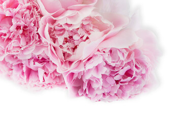 
pink peonies on a white background