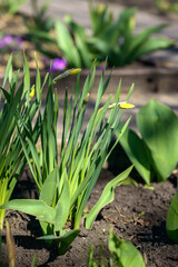 Green Grass. Close-up of bright green grass tending a breath of wind. Close-up abstract with shallow depth of field and background bokeh of brightly sunlit long bladed green and yellow plant leaves.