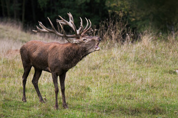 Red deer (Cervus elaphus), massive male during the rutting season, with huge antlers, dirty fluffy fur, in his natural forest habitat, Slovakia.
