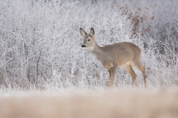 Roe deer (Capreolus capreolus),female of this big mammal standing on a frozen field, winter time, background consist of frozen bushes. Beatiful brown thick winter fur. Scene from wild nature.Slovakia 