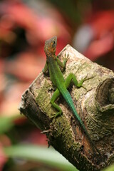 green lizard on a tree