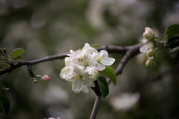 spring, apple blossoms, white flowers