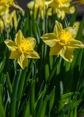 Fototapeta premium Close up yellow daffodils flowers spring. Yellow daffodil. Blossoming garden