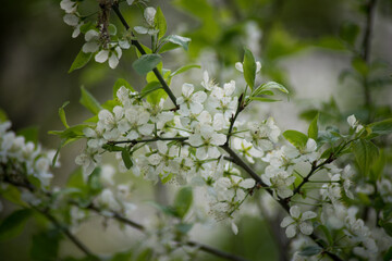 spring, cherry blossoms, white flowers, branches