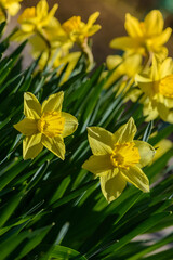 Fototapeta premium Close up yellow daffodils flowers spring. Yellow daffodil. Blossoming garden