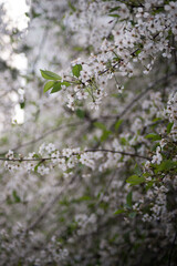 spring, cherry blossoms, white flowers, branches
