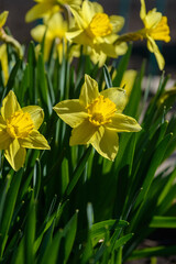 Close up yellow daffodils flowers spring. Yellow daffodil. Blossoming garden
