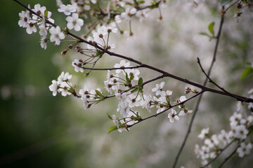 Obraz premium spring, cherry blossoms, white flowers, branches